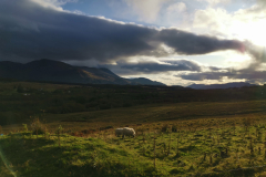 Schafe in Schottland