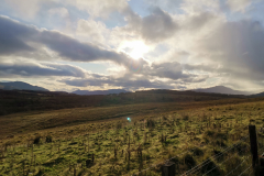 Schaf in Schottland